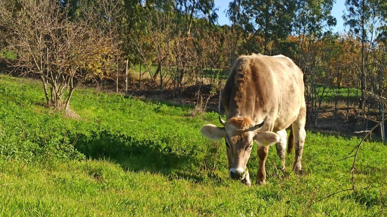 Masseria La Fiorita Matera Eksteriør billede